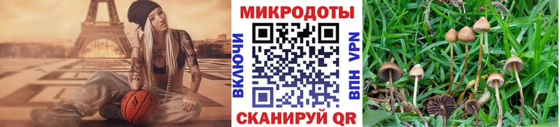купить   Железногорск  Псилоцибиновые грибы Psilocybine cubensis 
